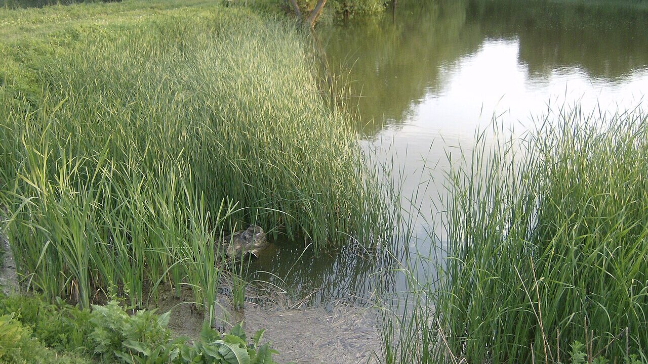 Тръстика край вода в Лудогорието