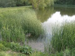 Тръстика край вода в Лудогорието